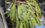 国家十大草本植物保护名录：玉龙蕨、革苞菊双双上榜