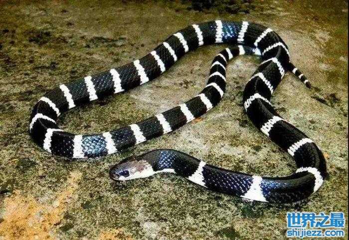 盘点中国最毒的十大毒蛇：眼镜王蛇仅第二，银环蛇排第一