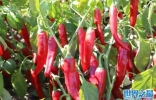 我国优质辣椒十大产地：鸡泽辣椒上榜，有你的家乡吗？