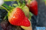 中国最好的草莓产地是哪里？国内优质草莓十大产地