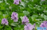 水生植物有哪些品种？十大知名浮水植物