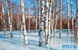 世界耐寒的十大树木品种：落叶松上榜，白桦排第一位