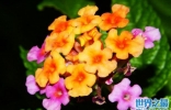 开橙色花的植物有哪些？十大橙色最好看的花