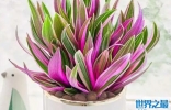 耐阴的十种室内植物花卉：紫露兰位列榜单首位
