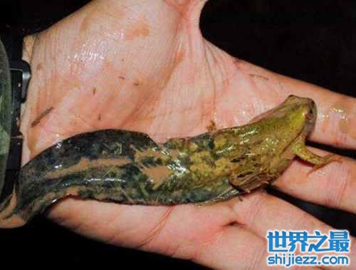 【世界上蝌蚪最大的蛙类：蝌蚪25厘米/成体7厘米 】图2