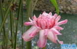 世上最稀奇的植物排名：火炬姜居首，炮弹花第二