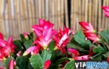 十大寓意吉利的花：蟹爪兰寓意鸿运当头、好运连连