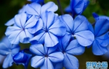 十大最孤独的花花语：蓝雪花的花语代表忧郁孤独