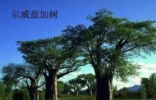 世界上生长速度最慢的树：尔威兹加树（产自俄罗斯沙漠地区） ...