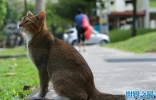 世界上最小的猫是什么：新加坡雌猫体重不足四斤