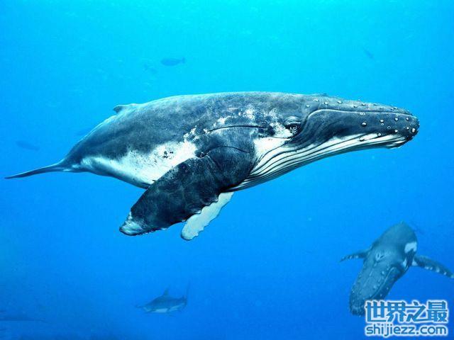 【动物界七大吨位最重的动物：蓝鲸重达180吨排第一 】图1