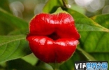 世界上最性感的花：嘴唇花犹如女人的红唇