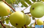 十大酸性水果排名，第一酸到掉牙，第六是糖葫芦的主要原料 ...