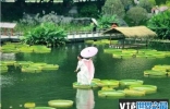 世界上最大的莲花：王莲叶片直径可达3米以上
