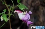 世界上最稀有的十种花：见过三种算你厉害！