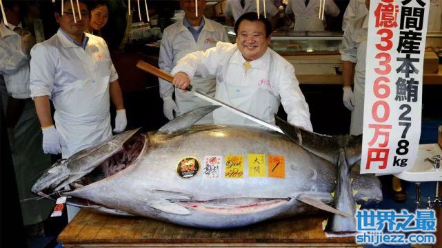 【世界上最贵的金枪鱼：重达278公斤，售价达2088万元 】图1