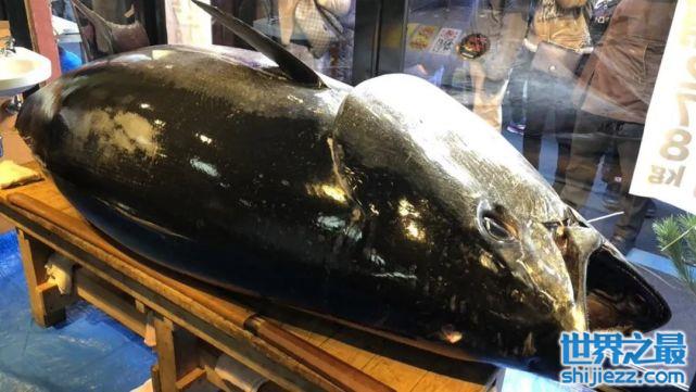 【世界上最贵的金枪鱼：重达278公斤，售价达2088万元 】图2