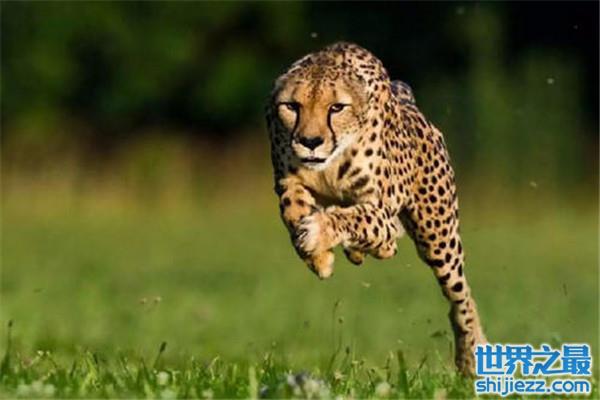 【世界上10大最快的陆地动物：猎豹当仁不让得第一 】图1