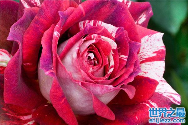 世界上十种最美的花