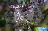 丁香花哪种品种最好看和最香？盘点10种最美丁香花品种