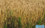 世界生产小麦的十个国家排名：中国和印度居前两位