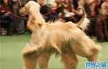 世界上最漂亮的犬种：阿富汗犬外形端庄优雅，但非常凶悍