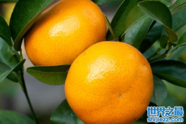 【最好的柑橘品种有哪些？盘点柑橘十种优良品种 】图4