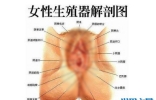 女人生殖器大揭秘，不同种族生殖器竟然不同（最美生殖器标准） ... ...
