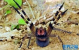 世界十大毒性最强蜘蛛：黑寡妇蜘蛛上榜，巴西游走蛛排第一 ...