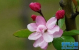 海棠花有哪些品种？十大品种海棠花图片