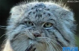 帕拉斯猫,世界上最凶残的猫(豹猫都是卡拉咪)