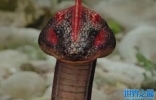 盗墓笔记中的野鸡脖子蛇真的存在吗：存在(虎斑颈槽蛇)