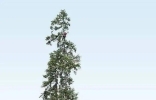 比29层楼还高！亚马孙雨林最高的树被发现，但世界最高树超它30米 ...