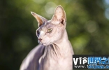 世界上最丑的猫咪——斯芬克斯猫