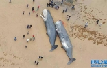 胃部被塞满垃圾的一头鲸鱼 体型消瘦 在加拿大海滩搁浅而亡