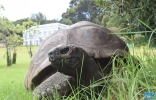 世界上最长寿乌龟将迎190岁生日，州长一家将为它贺寿