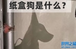 纸盒狗是什么_怎么玩_纸盒狗的制作方法