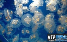 世界上最珍稀的水母 桃花水母被誉为水中大熊猫