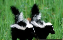 什么动物最臭？盘点世界上10大最臭动物排名