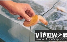 冬天男人蛋蛋为什么会变小