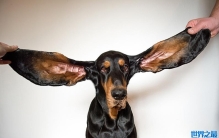耳朵最长的狗、脚最大的少女……2022吉尼斯世界纪录大全出炉
