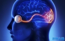 人类大脑中的海马效应 到底有着多么可怕的效果（海马效应）