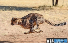 世界十大动物反应速度排行，猎豹最快位居榜首