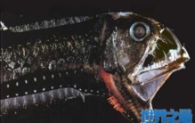 深海里的毒蛇 居然长了一个鱼的脑袋（毒蛇鱼）