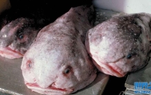 出现在海洋当中的一一块儿大鼻涕 可以被称为最丑的生物