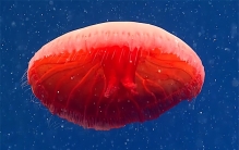 科学家在深海发现10种奇怪生物，巨型幻影水母，带状嘴臂长达10米