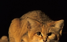 揭秘世界十大生猛野猫，呆萌的外表只是它们的伪装！