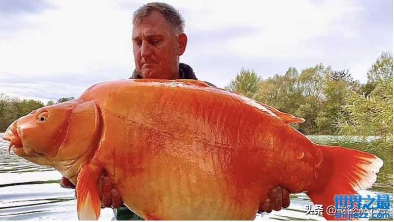 世界最大的金鱼！猜猜它有多重 