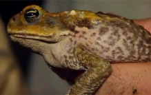 澳洲为解决甘蔗甲虫而将它们引入 虫子没消灭还多了一个入侵物种