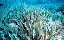 地球上寿命最长的十大植物 第一名寿命达十万年